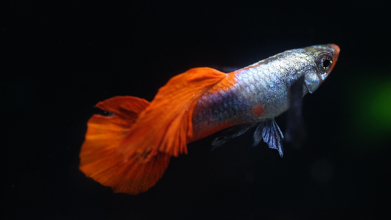 Guppy Balıkları